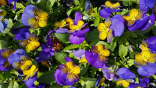 Hornveilchen * Viola cornuta *