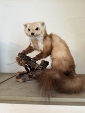 Steinmarder auf  Ast - Präparat -