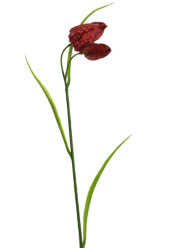 Schachblume rot 43cm