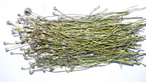 200 mohnkapseln naturgrün - mohnkapseln,