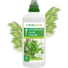 Purgrün Goldfruchtpalme