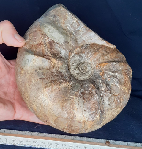 Großer ammonit ceratites - großer,