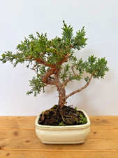 Bonsai chinesischer Wacholder