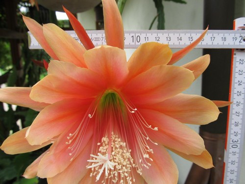 Epiphyllum blattkaktus - epiphyllum,