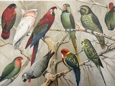 Antike grafik fauna vögel - fauna,