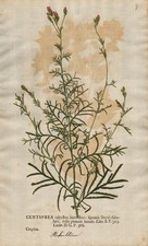 Centaurea Flockenblumen