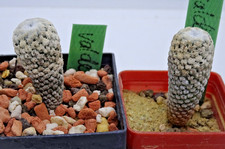 Kakteen – Kaktus –