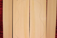 Spanish cypress flamenco - cypress,