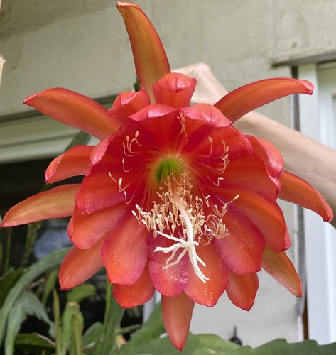 Epiphyllum hybride coral - epiphyllum-hybride, "coral