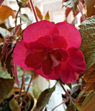 Achimene "BriD's Cati", je 3 Rhizome