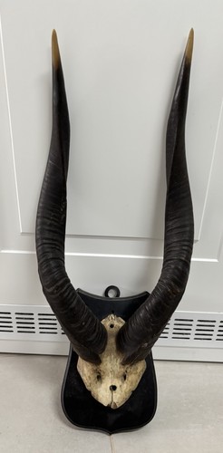Nyala antilope trophäe - antilope,