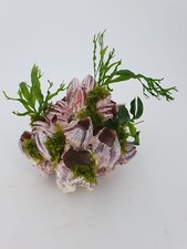 Garnelenröhrchen echte