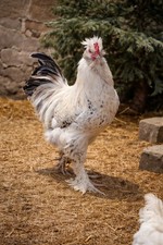 Brahma Bruteier mit Haube und