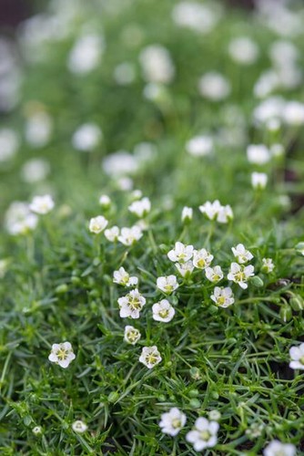 Sagina subulata irisches - sagina,