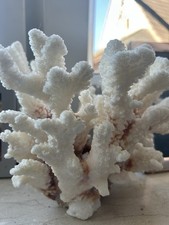 Echte Weiße Koralle Meeresdekoration