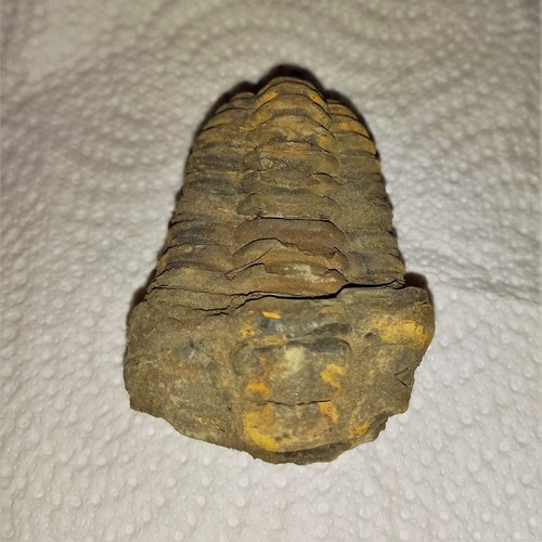 Sonderangebot fossil trilobit - sonderangebot,