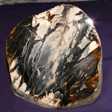 Versteinertes Holz Myrte