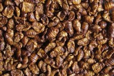 Premium seidenraupen - 1, kg