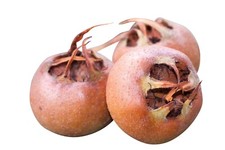 Echte Mispel -Mespilus germanica- 10 Samen