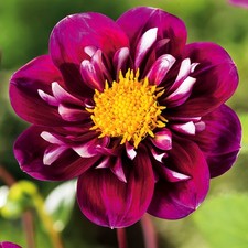 Dahlie Knolle Blüten