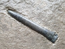 Traum Passaloteuthis milleri -