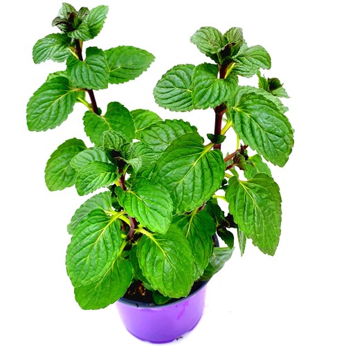 Scharfe minze multimentha - scharfe,