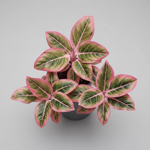 Sale1709 aglaonema lotus - sale1709,
