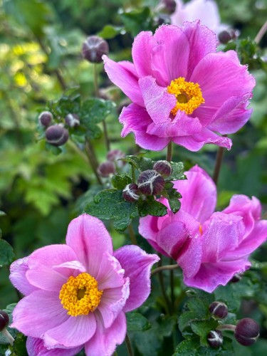 Chinesische herbstanemone - chinesische,