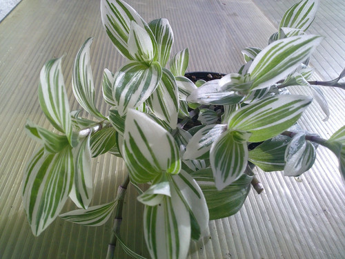 Zebra ampelkraut x - 3,