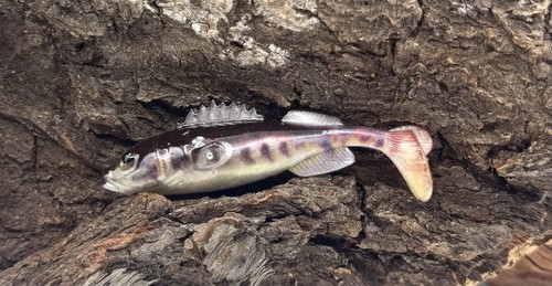 Balzer shirasu clone shad - balzer,