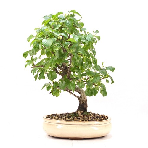 Bonsai steinweichsel prunus - bonsai, 'prunus