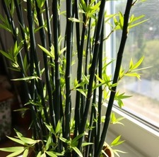 Bambus schwarz exotische