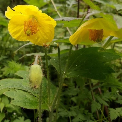Meconopsis villosa samen - villosa, |