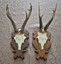 2 Stück Gamskrucken Gamsgeweih Gams Geweih Gehörn Trophäe Deko Vintage