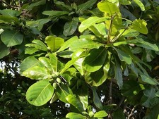 Katappenbaum terminalia - katappenbaum,