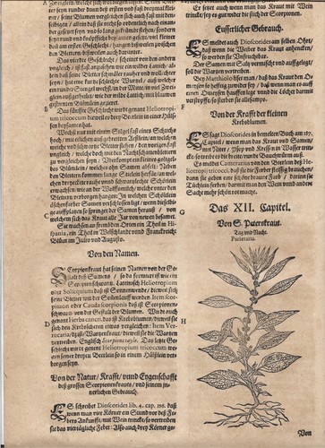 Tabernaemontanus herbarium - tabernaemontanus,