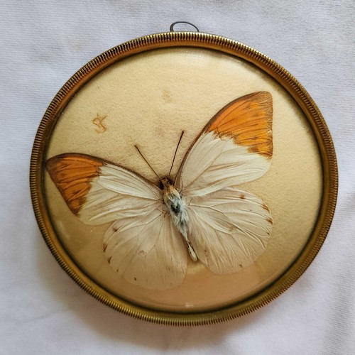Exotischer schmetterling - exotischer,
