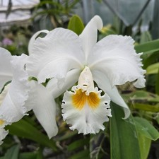 Cattleya mossiae f. alba