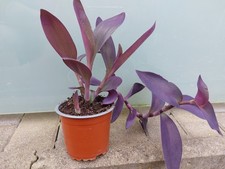 Tradescantia pallida -