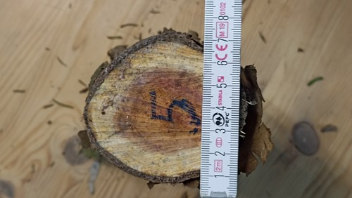 Eibe eibenholz stammabschnitt - eibe,