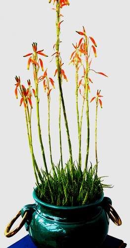 Aloe blue elf sukkulenten - aloe, "