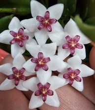 heavenly HOYA Hoya bella