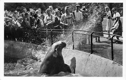 Zoo münchen walross mimi - walross, "mimi"
