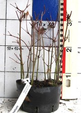 Acer palmatum, Pre-Bonsai  /