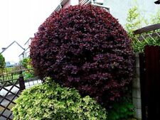 Berberitze SUPERBA, 40-60 cm, im Topf