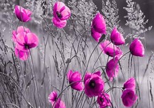 Vlies Fototapete Tapete Poster   F12686 Mohnblumen  Feld Wiese Blume Mohn Blumen