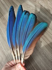 5x blaue ? Vogelfeder Papageienfeder Feder Ara Schreibfeder Rechtshänder Fächer