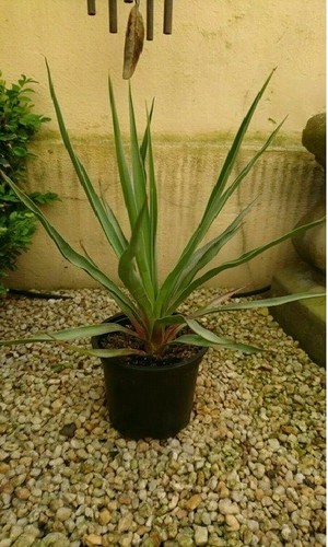 Yucca palme freilandpalme - yucca,