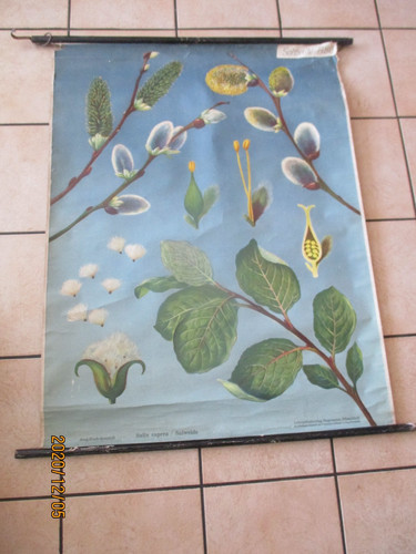 Alte schulwandkarte lehrtafel - schulwandkarte,