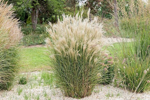 Miscanthus sinensis - x,